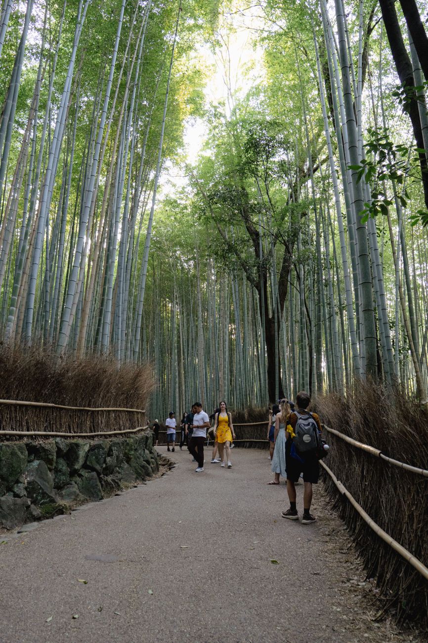 A serene walkway surrounded by Kyoto bamboo